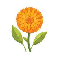 Charming Calendula Flower Design vector