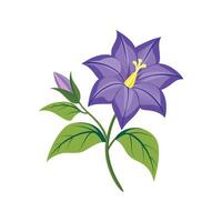 Lovely Campanula Flower Design vector
