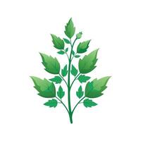 Elegant Chenopodium Flower Artwork vector