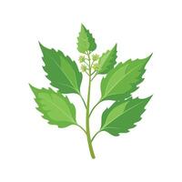 Vibrant Chenopodium Flower Design vector
