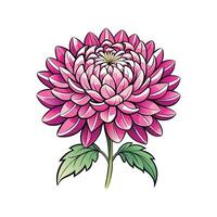 Captivating Chrysanthemum Flower vector