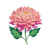 Charming Chrysanthemum Morifolium Floral vector