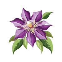 Captivating Clematis Flower Design vector