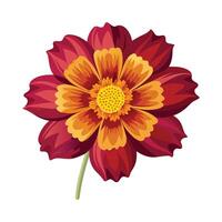Elegant Coreopsis Floral Design vector