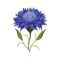 Stunning Cornflower Flower Artwork vector