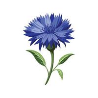 Charming Cornflower Floral Art vector