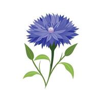 Charming Cornflower Plant Illustration vector