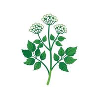 Charming Cow Parsnip Plant Design vector
