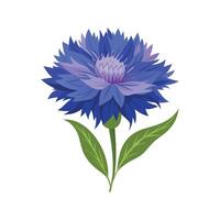 Beautiful Cornflower Flower Artwork vector
