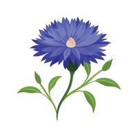Beautiful Cornflower Flower Design vector