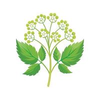 Lovely Cow Parsnip Flower Illustration vector