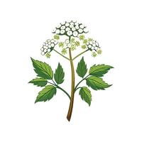 Elegant Cow Parsnip Plant Design vector