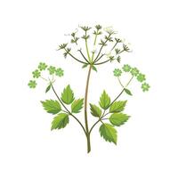 Elegant Cow Parsnip Floral Design vector