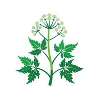 Stylish Cow Parsnip Plant Design vector