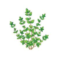 Stunning Creeping Thyme Flower Artwork vector