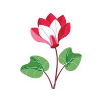 Vibrant Cyclamen Flower Art vector