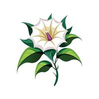 Beautiful Datura Flower Illustration vector