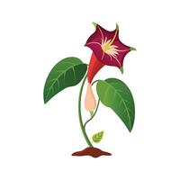 Stylish Dutchmans Pipe Plant Design vector