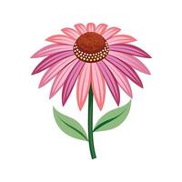 Elegant Echinacea Flower with Soft Petals vector