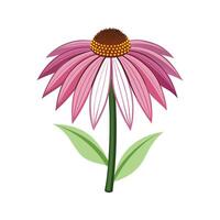 Lively Echinacea Plant with Artistic Design vector
