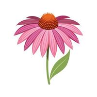 Vibrant Echinacea Flower with Striking Appearance vector