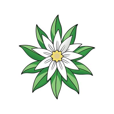 Edelweiss Plant Design with Unique Texture