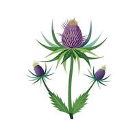 Echinops Plant Featuring Unique Floral Structure vector
