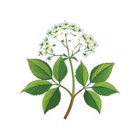Elderflower Design with Unique Blossom Appearance vector