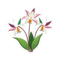 Stunning Erythronium Plant with Artistic Design vector
