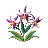Elegant Erythronium Flower with Distinct Petals vector