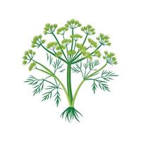 Charming Fennel Flower with Unique Shape vector