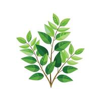 encantador de hojas de helecho abelia con distinto caracteristicas vector