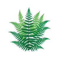 Fernbush Plant with Artistic Representation vector