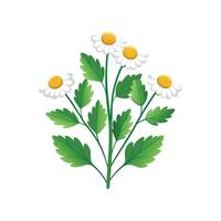 Elegant Feverfew Design with Bright Appearance vector