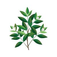 Vibrant FernLeaved Abelia Design with Unique Features vector