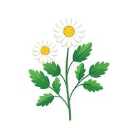 Elegant Feverfew Flower with Unique Design vector