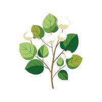Charming Fothergilla with Striking Appearance vector
