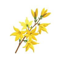 Elegant Forsythia Flower with Unique Design vector