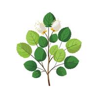 Elegant Fothergilla Flower with Unique Design vector