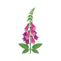 Elegant Foxglove Plant with Unique Features vector
