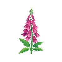 Vibrant Foxglove with Artistic Representation vector
