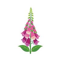 Elegant Foxglove Design with Striking Features vector