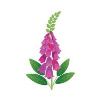 Charming Foxglove with Unique Flower Shape vector