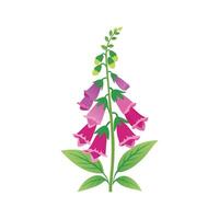 Vibrant Foxglove Design with Colorful Blooms vector