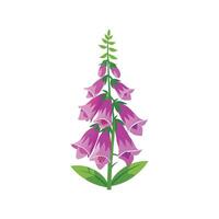 Elegant Foxglove Plant with Distinctive Features vector