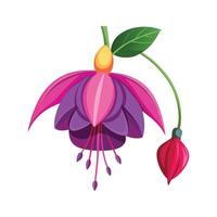 Beautiful Fuchsia Flower Design with Striking Colors vector