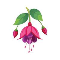 Elegant Fuchsia Plant with Colorful Blooms vector