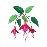 Charming Magellanica Fuchsia with Colorful Blooms vector