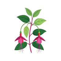 Elegant Magellanica Fuchsia Flower Design vector