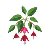 Stunning Magellanica Fuchsia Plant with Unique Features vector